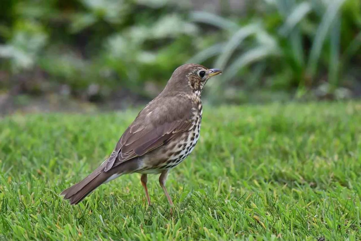 Un arrêté précise l’utilisation des appelants pour la chasse au poste des turdidés