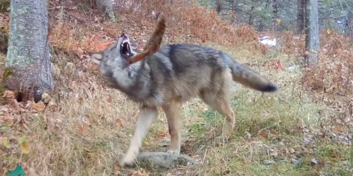 un écureuil mord un loup