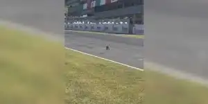 un lièvre sur un circuit automobile