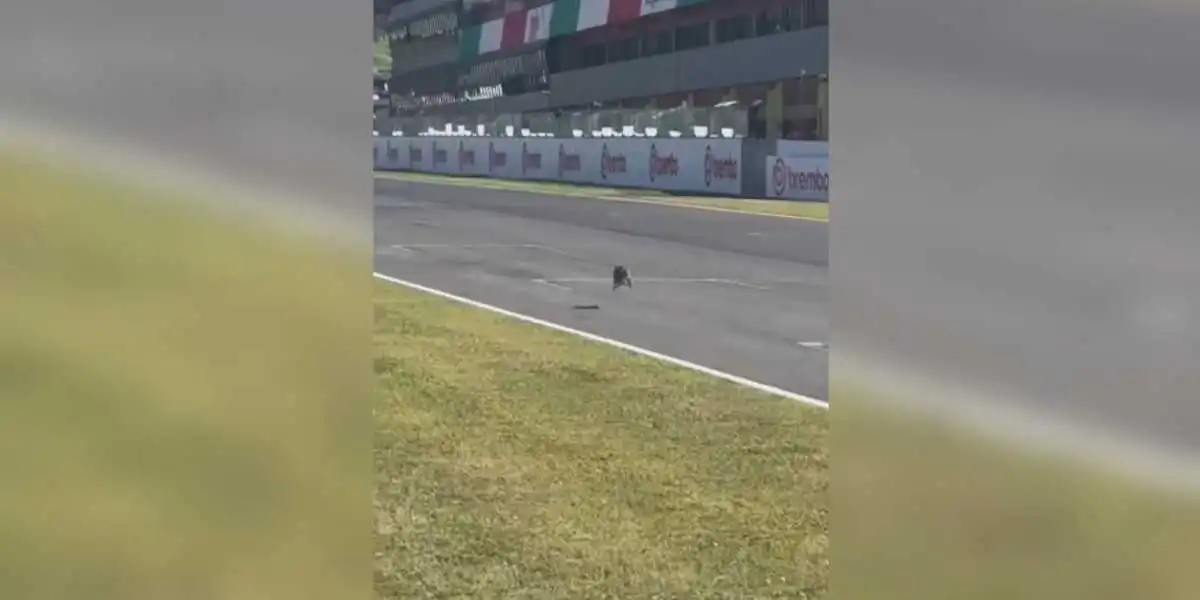 un lièvre sur un circuit automobile