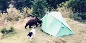 un ours détruit une tente