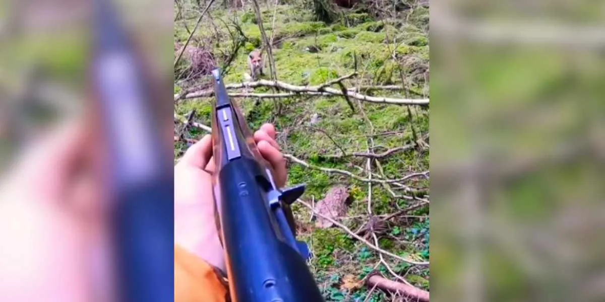 un renard rend visite à un chasseur posté