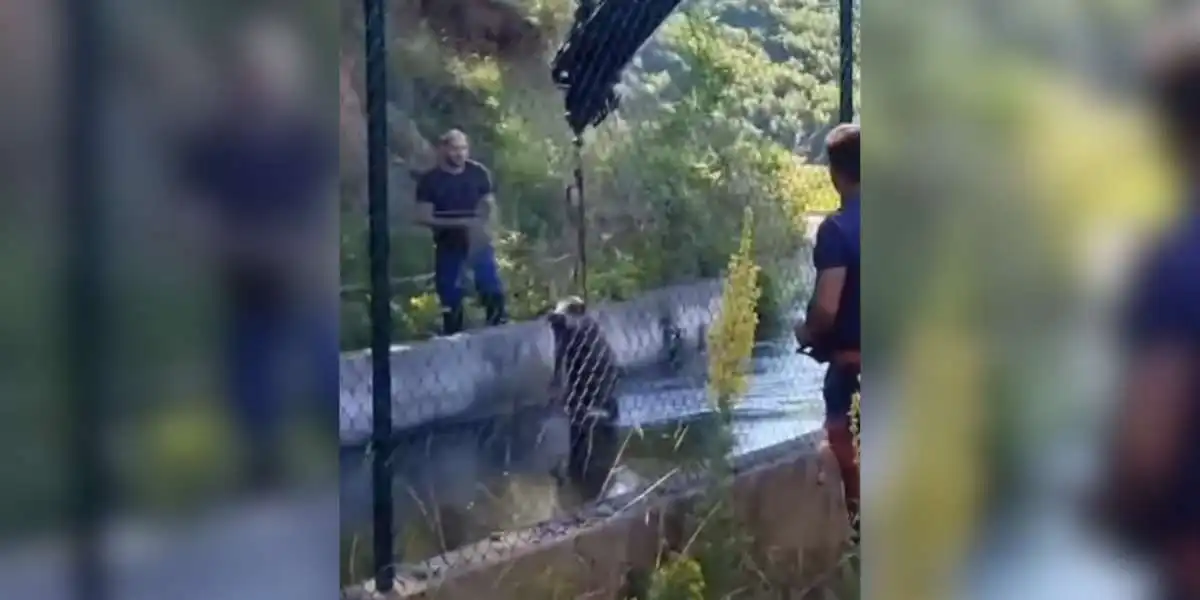 un sanglier sauvé de la noyade par une grue