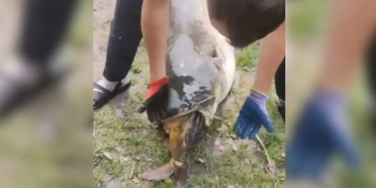 un silure avec une carpe dans la gueule