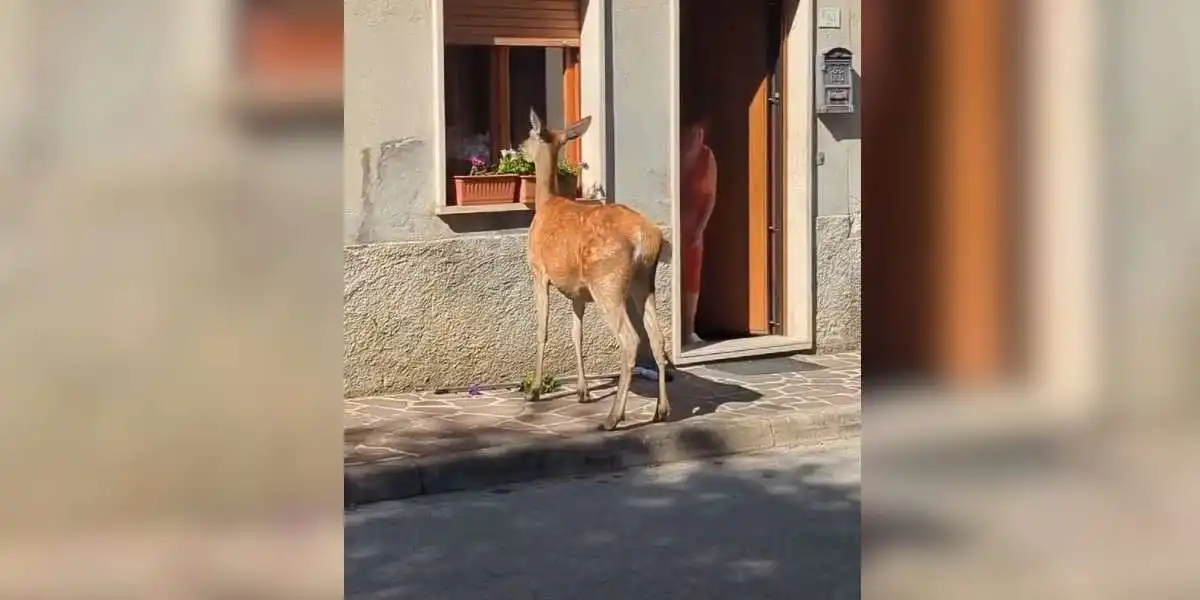 une biche mange dans des pots de fleurs