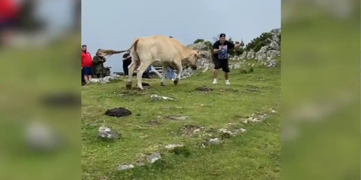 [Vidéo] Un touriste chargé par une vache alors qu’il s’approche pour prendre un selfie