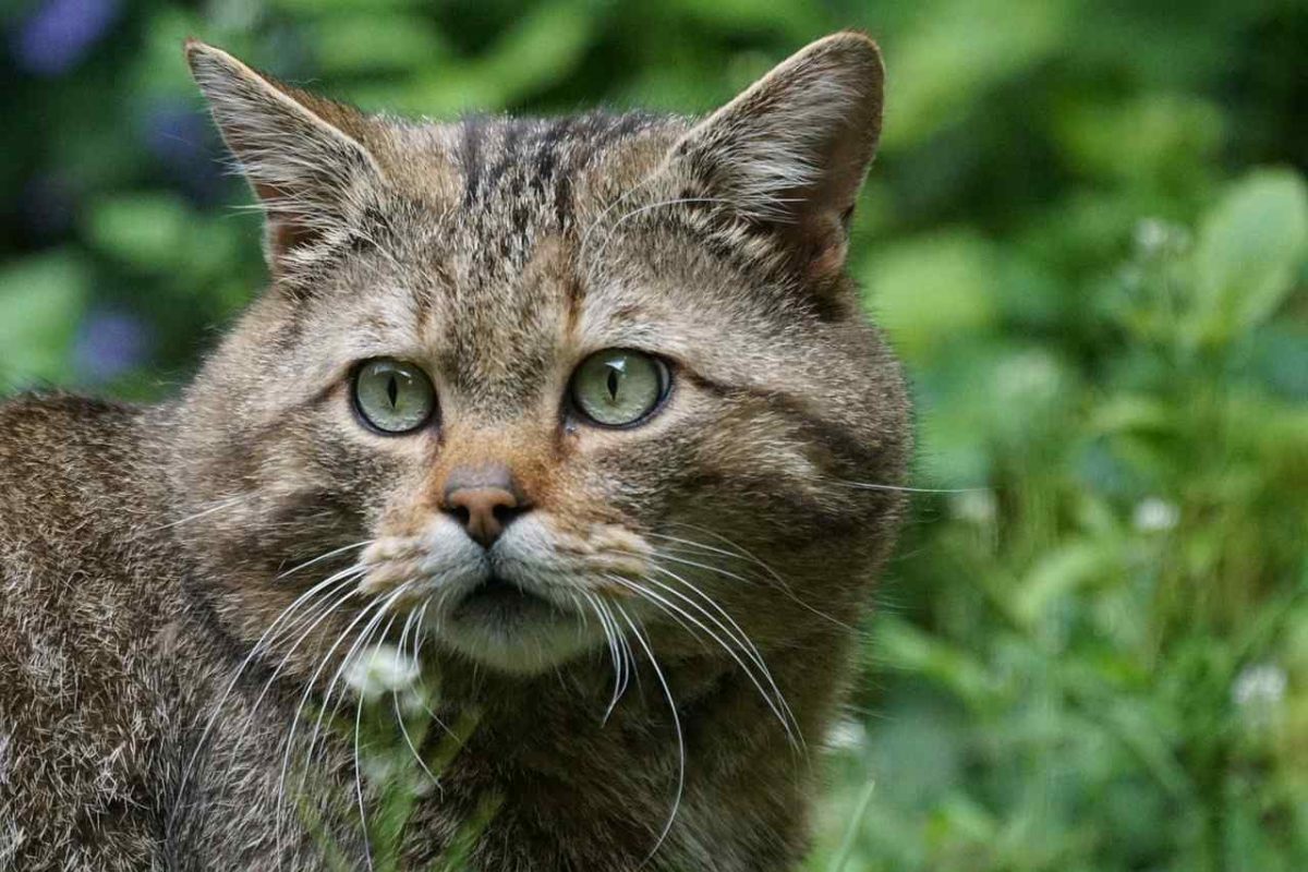 Record battu au concours de chasse aux chats ouvert aux enfants avec 340 chats tués