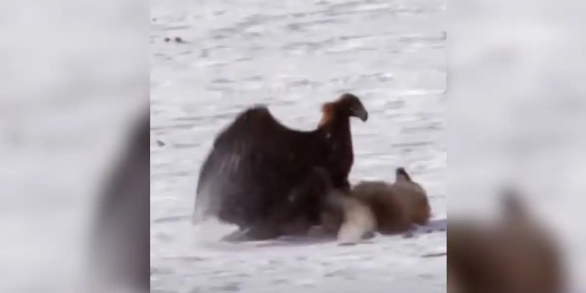 [Vidéo] Un aigle fond sur un renard à toute vitesse