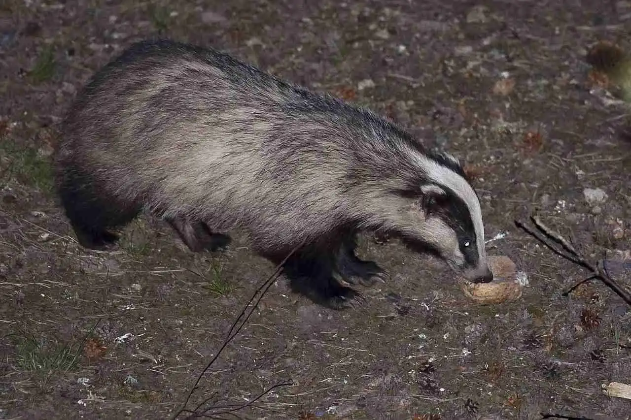 Les arrêtés sur la chasse du blaireau suspendus aussi en Creuse et en Corrèze