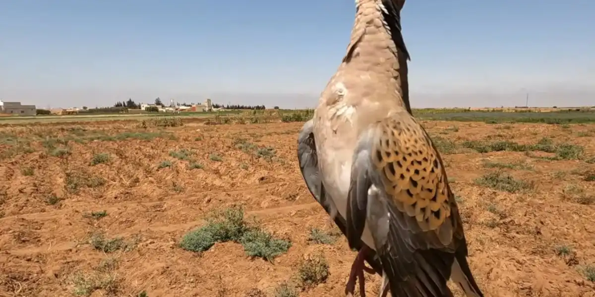 chasse tourterelle des bois au Maroc