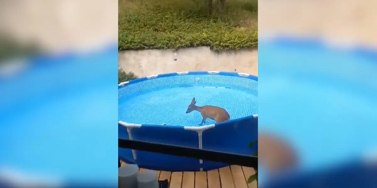 chevreuil dans la piscine