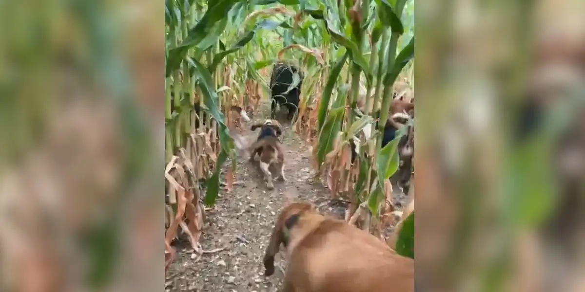 chiens vs sanglier dans un maïs