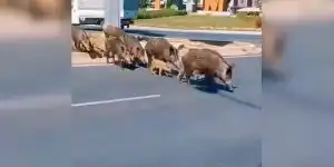 compagnie qui traverse la route