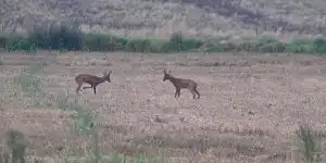 deux brocards se jaugent