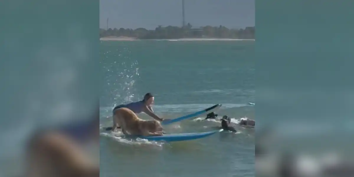 [Vidéo] Le Golden Retriever sait tout faire, même surfer!