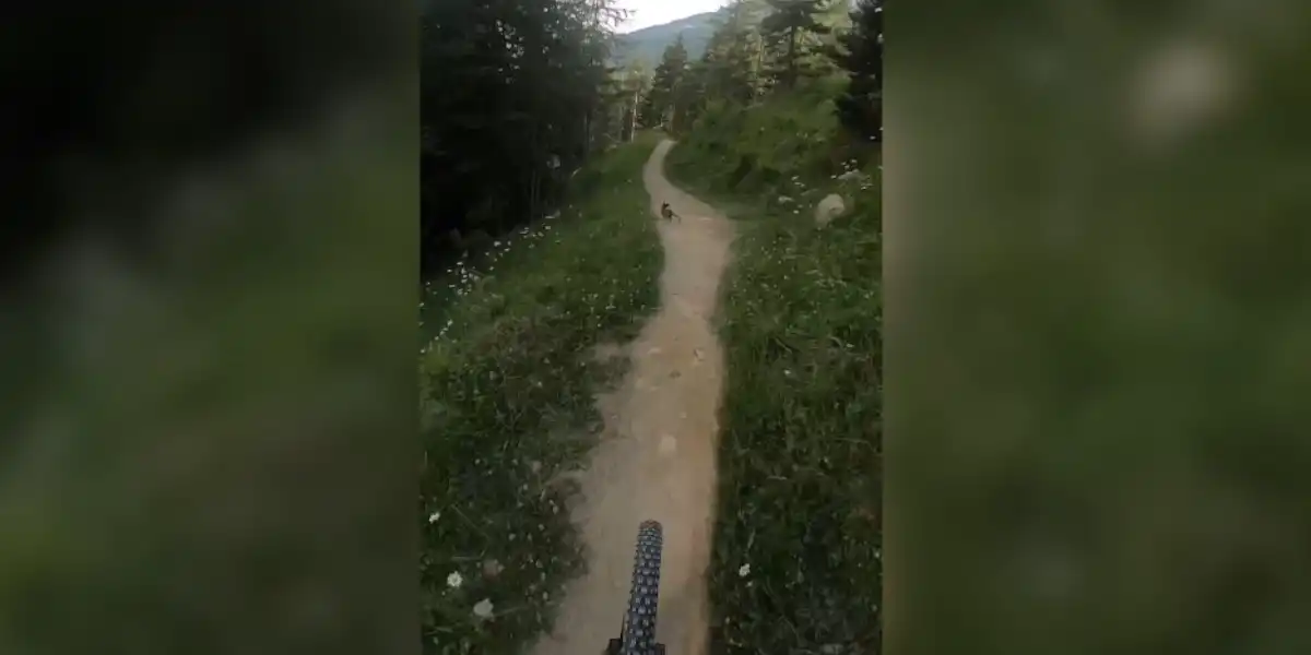 lièvre devant un vtt