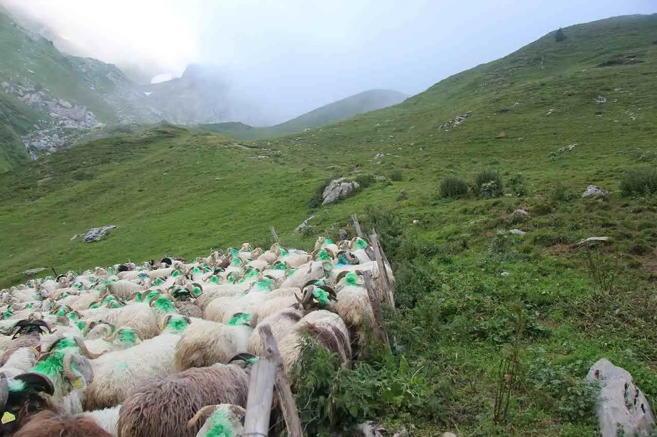 Près de 70 brebis disparaissent mystérieusement dans le massif de la Chartreuse