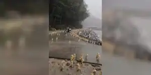 première pluie pour des canetons