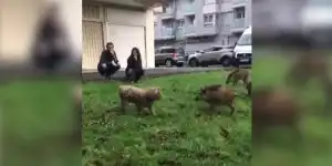 promener son chien au milieu des sangliers