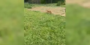 renard empaillé au jardin