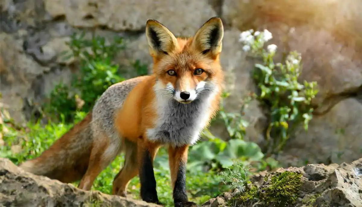 Comment fabriquer un appeau à renard maison ?