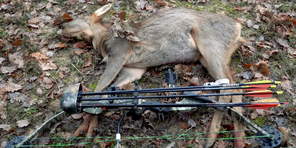 reportage éthique et respect à la chasse