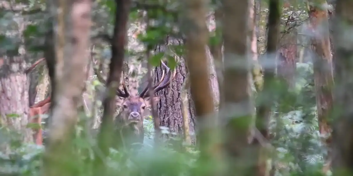 roi de la forêt