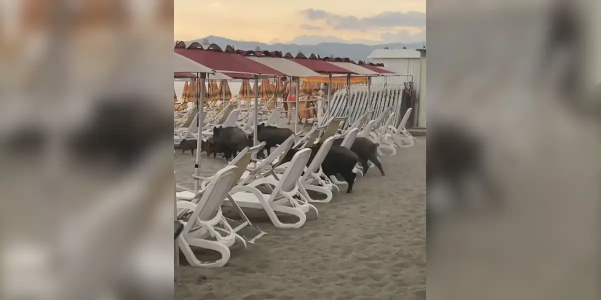 une compagnie à la plage