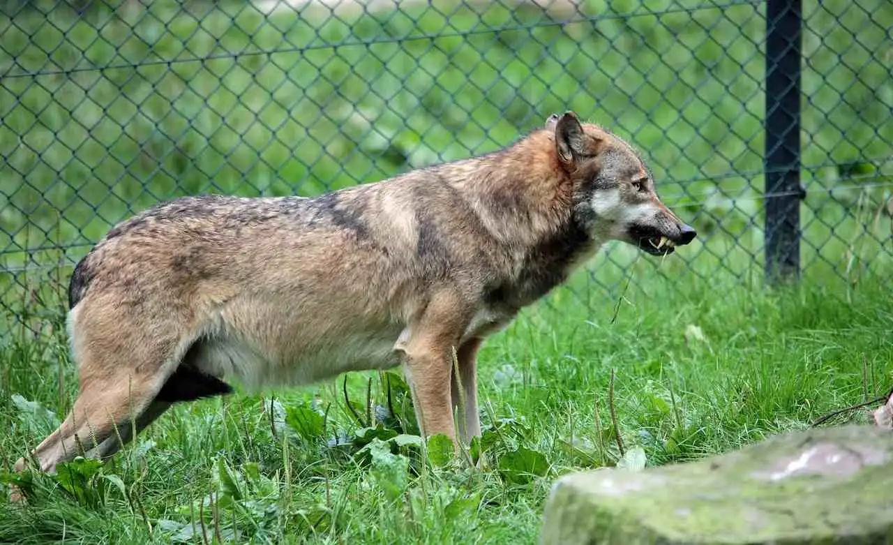 Attaque de loup aux Pays-Bas