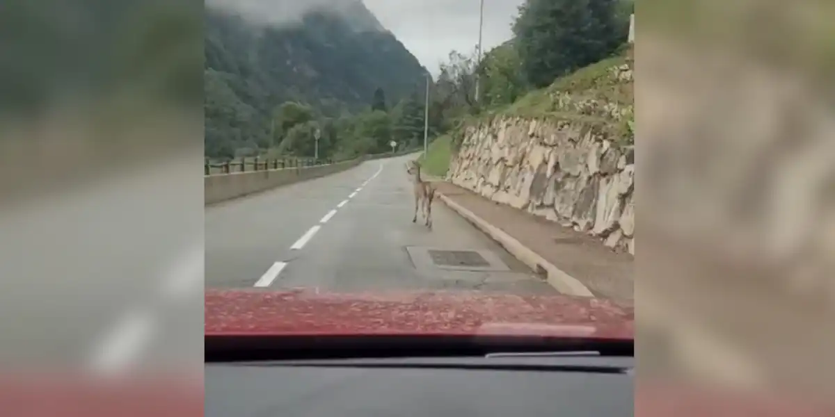 attaque de loup sur les routes de Savoie