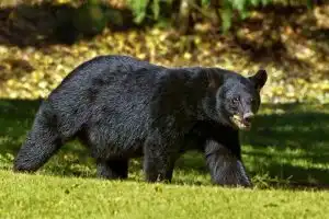 Un garçon de 12 ans sauve la vie de son père en abattant un ours en pleine chasse