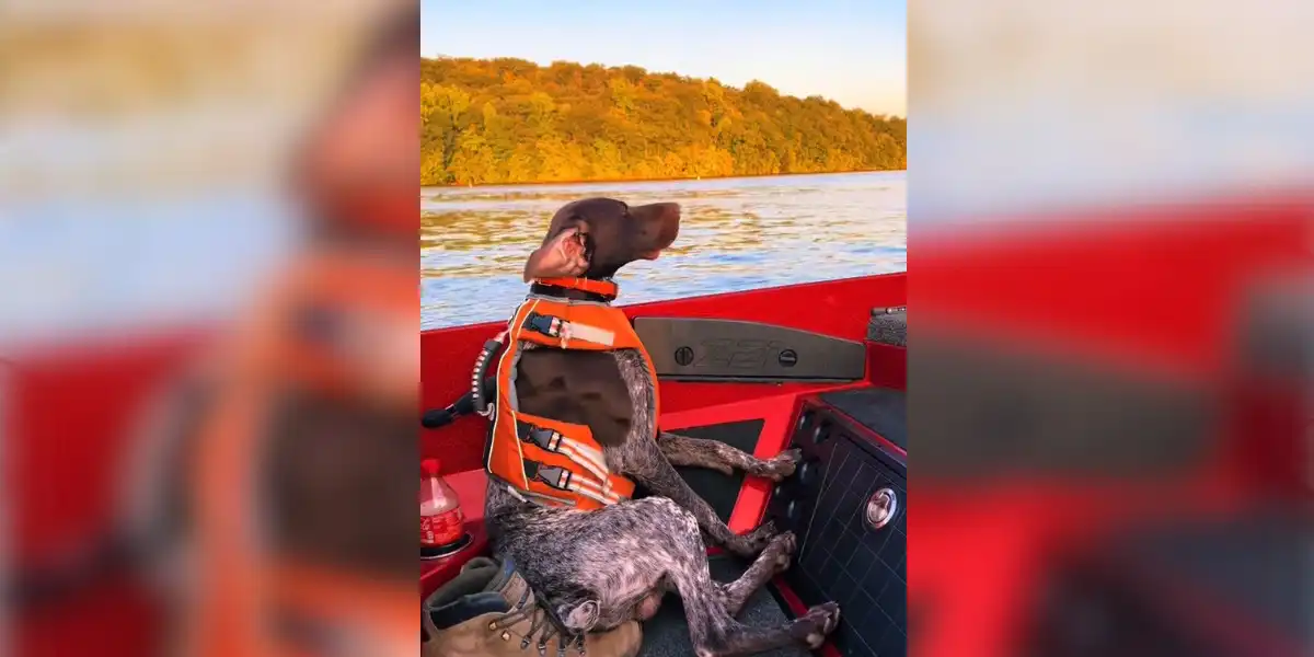 [Vidéo] Un Braque Allemand profite d’un petit tour en bateau