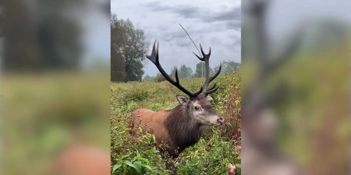 [Vidéo] Un homme croise un cerf de très très près