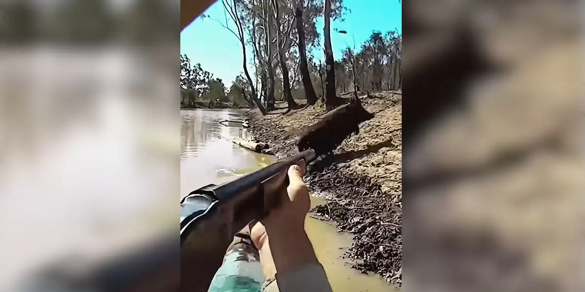 chasse sanglier sur l'eau