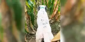 [Vidéo] Le plaisir de voir son chien travailler surpasse le reste