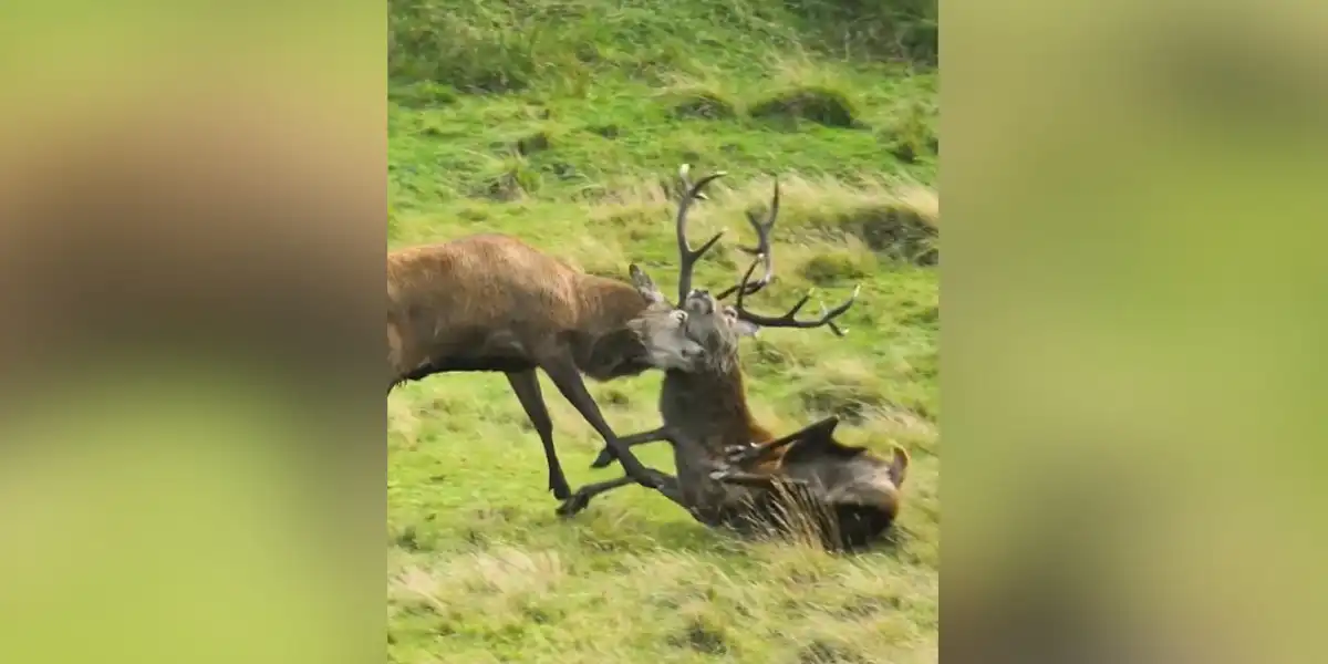 [Vidéo] Toute la violence des combats entre cerfs durant le brame