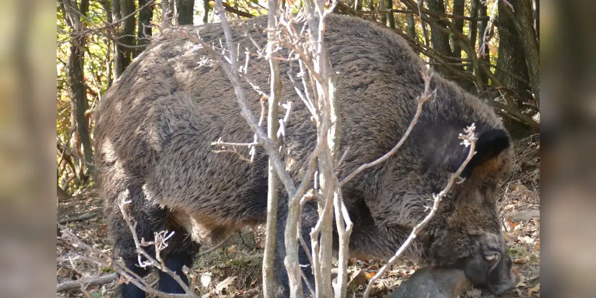 [Vidéo] Compilation : 100 tirs de sangliers en toutes saisons!