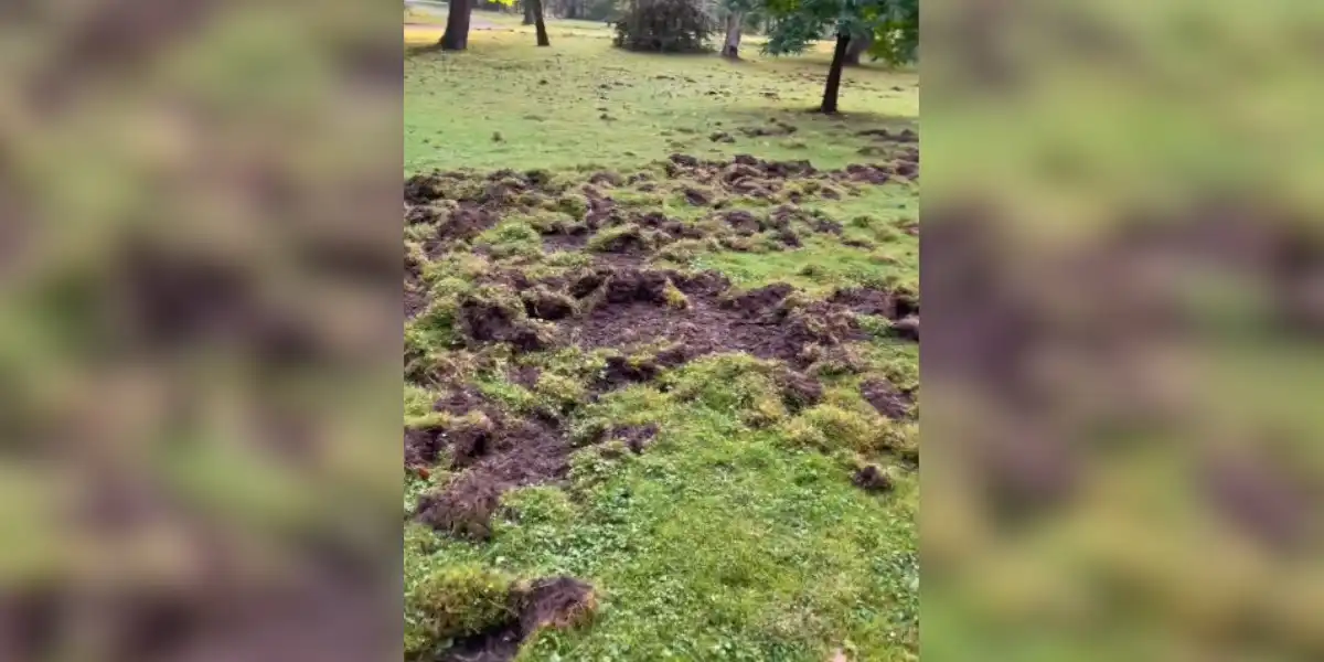 dégats de sangliers à Douchy Delon