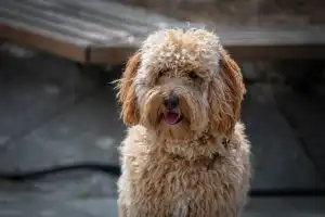 Une étude vient briser l’idée reçue selon laquelle un chien croisé est plus résistant qu’un pur race