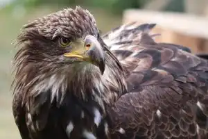 aigle attaque un bébé