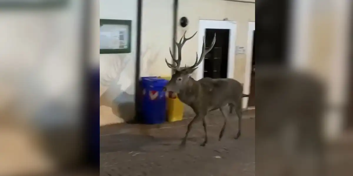 [Vidéo] Un cerf et sa harde s’offrent une balade en ville