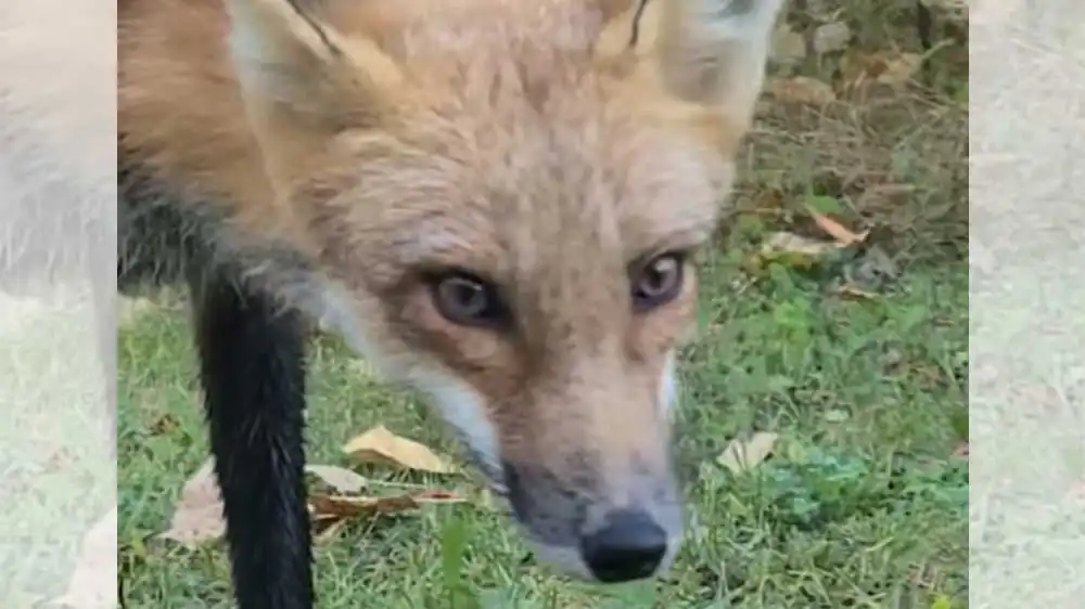 [Vidéo] Un trio de renards filmé de très près