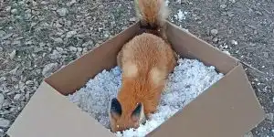 [Vidéo] Un renard s’amuse comme un fou dans un carton abandonné