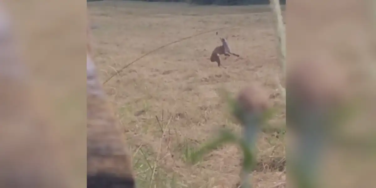 [Vidéo] Un renard aperçu en train de s’amuser comme un fou au milieu d’un champ