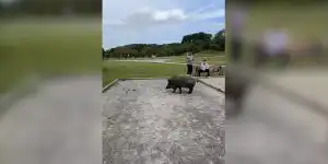 [Vidéo] Un sanglier s’invite dans une partie de pétanque