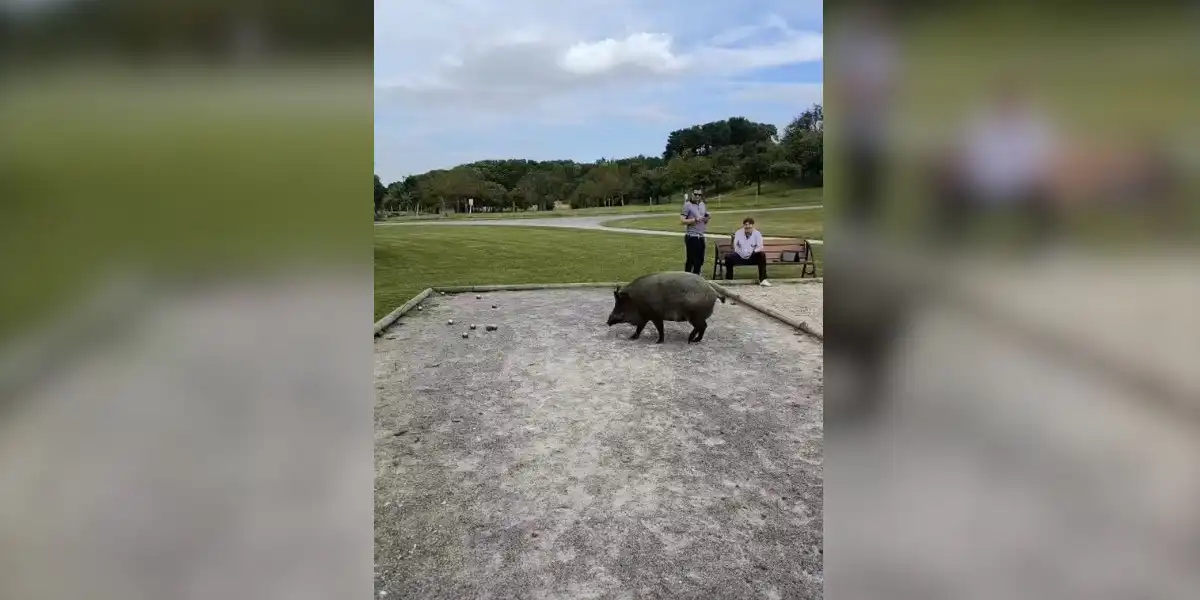 sanglier à la pétanque