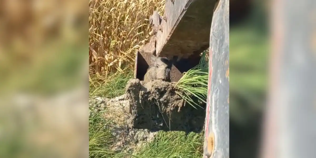 [Vidéo] Un sanglier dans le godet!