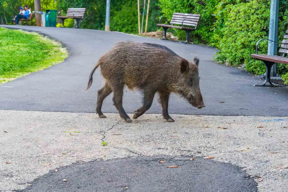 Yvelines : « On vit la boule au ventre à cause des sangliers