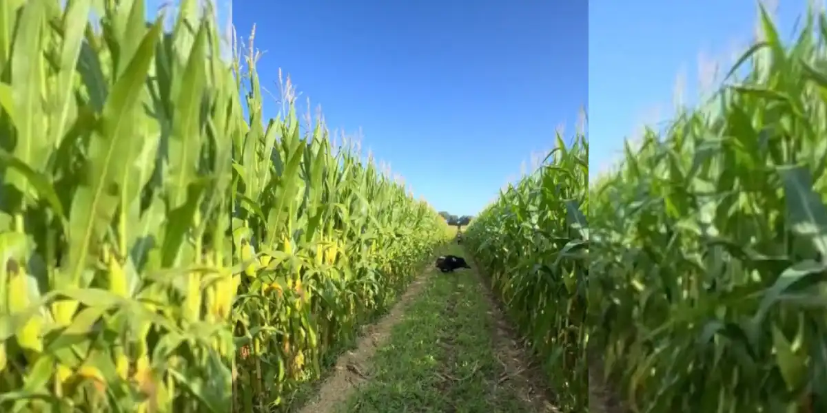 [Vidéo] La douce musique des chiens en pleine battue aux sangliers dans les maïs