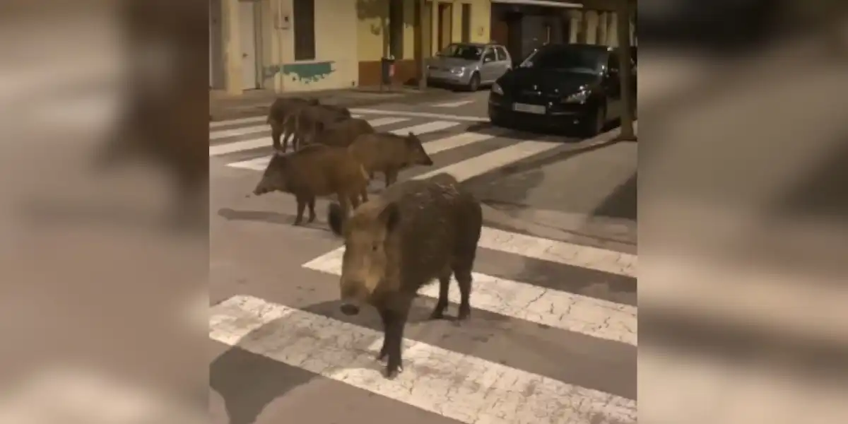 [Vidéo] Un homme chargé en pleine ville après sa rencontre avec une compagnie de sangliers